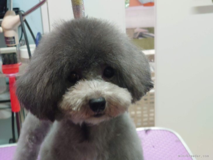 トイプードル【・女の子・2020年8月9日・グレー（シルバー）】