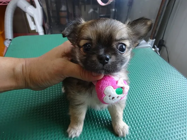 ID：1607-01869の子犬