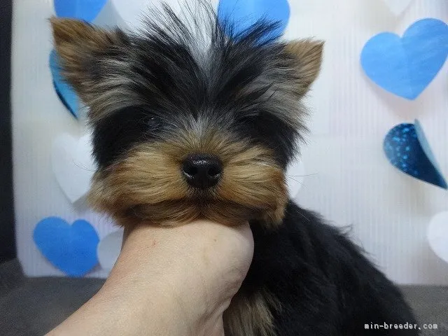 ID：1702-00246の子犬