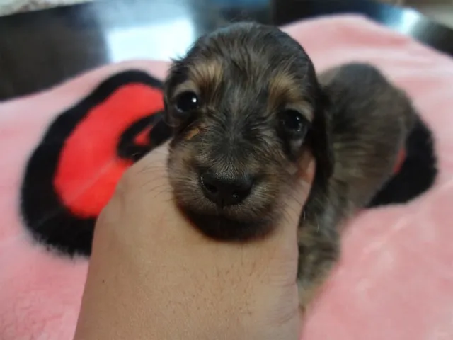 ID：1310-00046の子犬