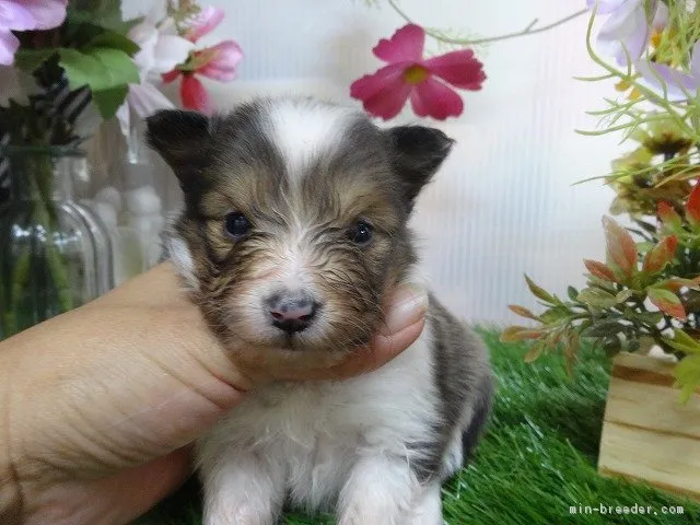 ID:1709-02706の子犬