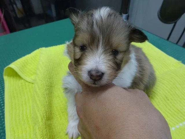 ID：1410-00595の子犬