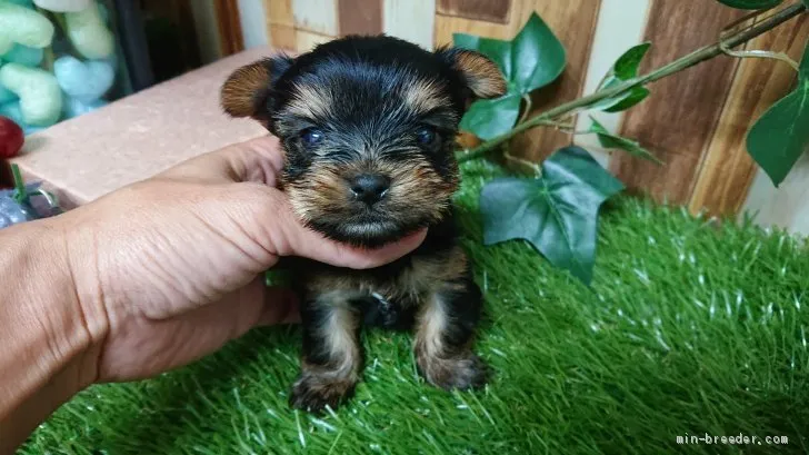 ID:1911-00940の子犬