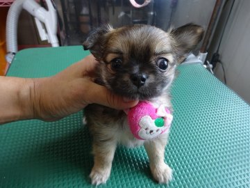 チワワ(ロング)【富山県・女の子・2016年6月25日・フォーン】の写真「お目々クリクリのお嬢ちゃま」