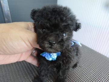 トイプードル(タイニー)【富山県・男の子・2016年8月26日・シルバー】の写真「オチビサイズの男の子」