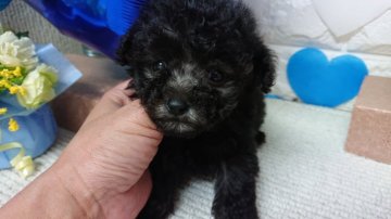 トイプードル(ティーカップ)【富山県・男の子・2020年2月7日・シルバー】の写真「可愛いく成長しますよ✨」