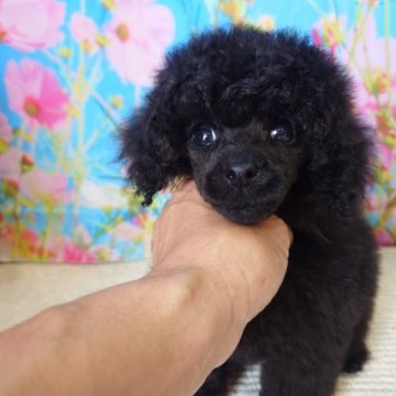 トイプードル(タイニー)【富山県・男の子・2023年7月3日・ブラック】の写真「パパはChampion」