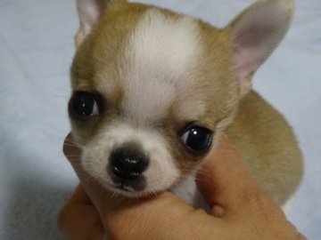 チワワ(スムース)【富山県・男の子・2016年9月24日・レッド&ホワイト】の写真「パパはAM/JKC/INT.CH　オチビサイズです」