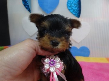 ヨークシャーテリア【富山県・女の子・2017年2月24日・スチールブルー&タン】の写真「両親ともに良血統」