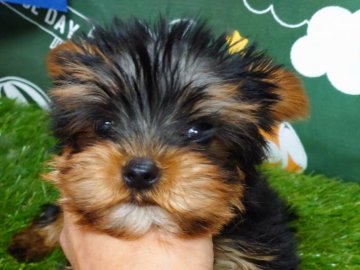 ヨークシャーテリア【富山県・男の子・2021年3月1日・スチールブルー&タン】の写真「良血坊や」