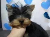 ヨークシャーテリア【富山県・男の子・2017年1月3日・スチールブルー&タン】の写真2