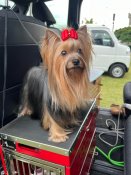 ヨークシャーテリア【・男の子・2022年2月20日・スチールブルー&タン】