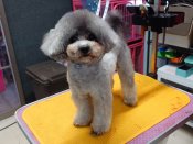 タイニープードル【・男の子・2021年11月23日・グレー】