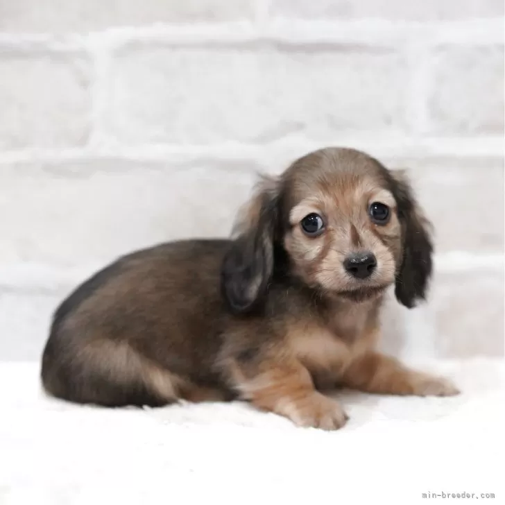 ID：2504-07198の子犬