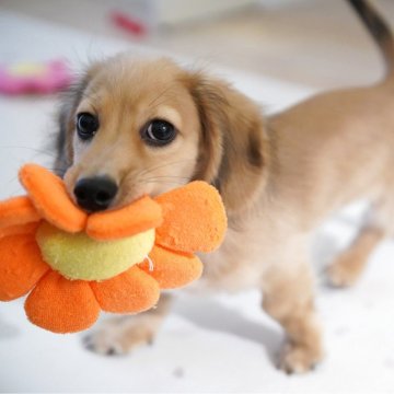 カニンヘンダックスフンド(ロング)【埼玉県・男の子・2025年7月20日・シェーデッドイエロー】の写真「ダックス専門犬舎💗マズルの短い童顔家系💗」