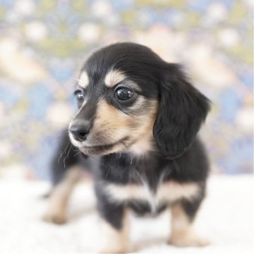 カニンヘンダックスフンド(ロング)【埼玉県・男の子・2025年7月20日・ブラックイエロー】の写真「ダックス専門犬舎💗マズルの短い童顔家系💗」