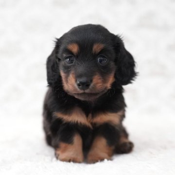 カニンヘンダックスフンド(ロング)【埼玉県・女の子・2025年9月10日・ブラックタン】の写真「ダックス専門犬舎💗とってもキュートな子」