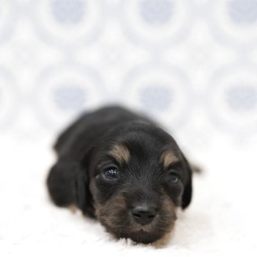 カニンヘンダックスフンド(ロング)【埼玉県・女の子・2025年11月22日・ブラックイエロー】の写真「ダックス専門犬舎💗可愛いママパパの子💗」