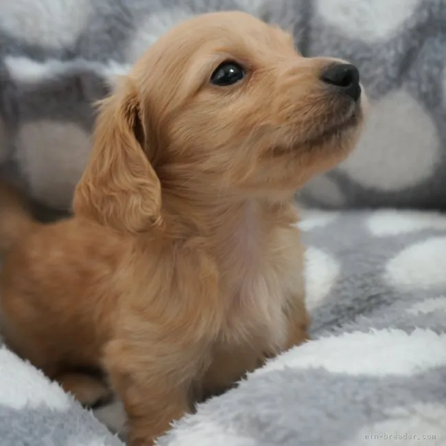 ID：1712-02067の子犬