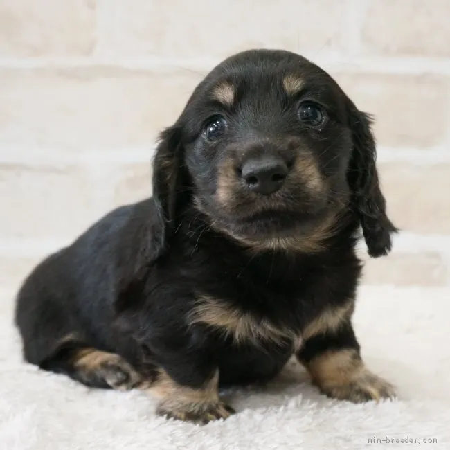 ID:2101-03152の子犬