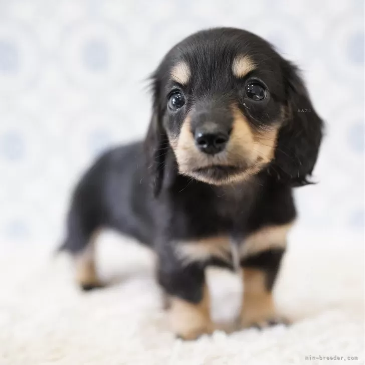 ユリ 様のお迎えした子犬