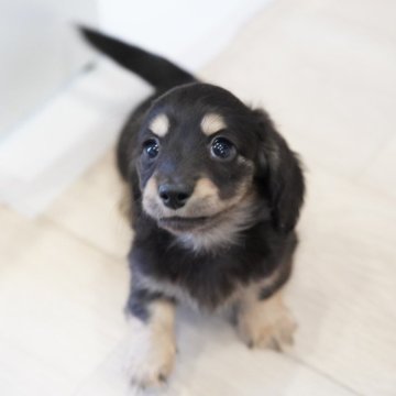 カニンヘンダックスフンド(ロング)【埼玉県・女の子・2023年11月3日・ブラックイエロー】の写真「💗特選犬💗とびきり可愛い女の子」