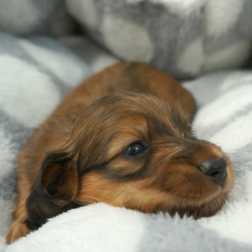 ミニチュアダックスフンド(ロング)【埼玉県・男の子・2018年10月1日・シェーデッドレッド】の写真「コロコロの可愛い男の子★PRAクリア」