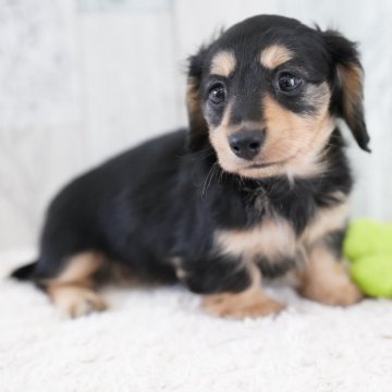 カニンヘンダックスフンド(ロング)【埼玉県・女の子・2023年12月18日・ブラックイエロー】の写真「元気な女の子💗パパ極小💗ママINT.CH直子」