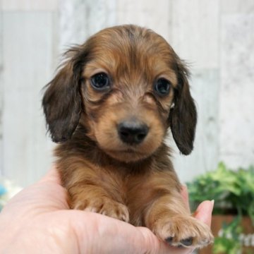 ミニチュアダックスフンド(ロング)【埼玉県・女の子・2020年3月12日・シェーデッドレッド】の写真「シェーデッドレッド★PRA安心★小さめ女の子」