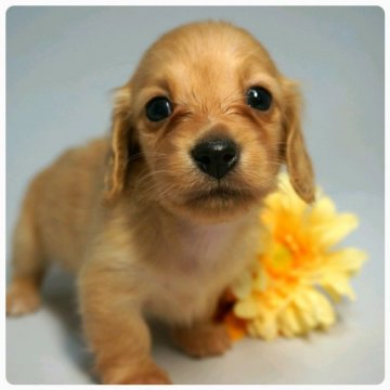 カニンヘンダックスフンド(ロング)【埼玉県・女の子・2015年12月1日・ゴールド】の写真「ゴールド女の子☆PRAの心配なし！」