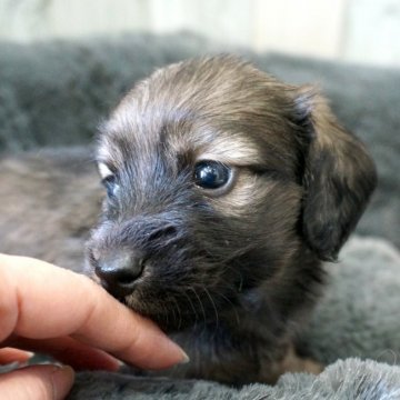 ミニチュアダックスフンド(ロング)【埼玉県・男の子・2020年2月24日・シェーデッドイエロー】の写真「PRA安心♪可愛い💗ふさふさ男の子」