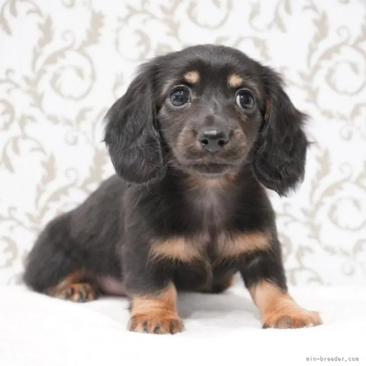 ID：2210-03694の子犬