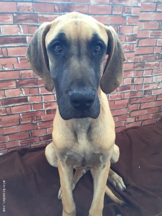 ID：1612-01650の子犬