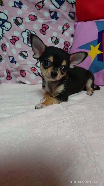 ID：1810-00573の子犬