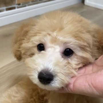 トイプードル(タイニー)【北海道・男の子・2023年3月3日・アプリコット】の写真「優しいお顔の甘えっ子です^ ^」