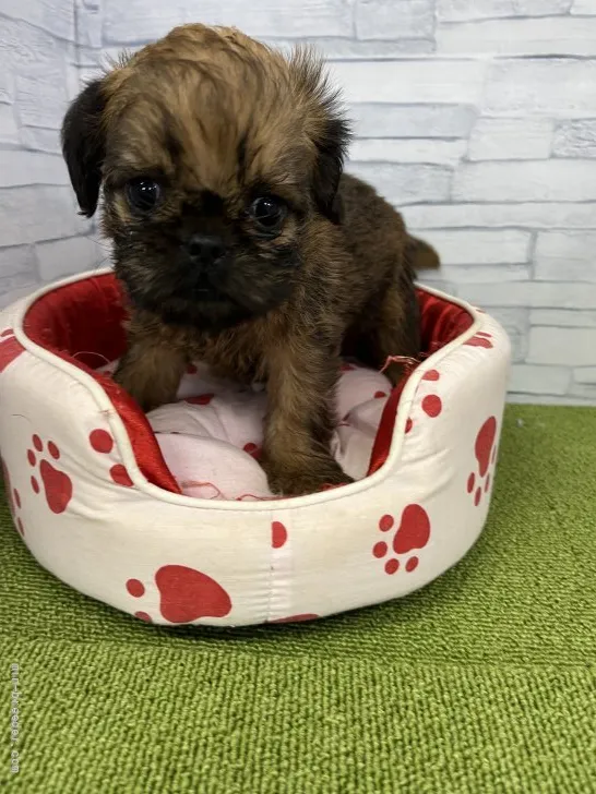 ID：2204-03133の子犬