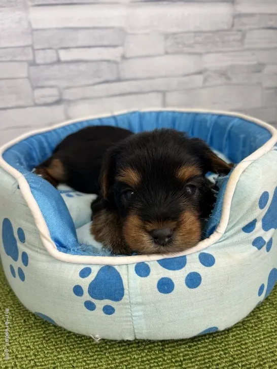 ID:2204-00683の子犬