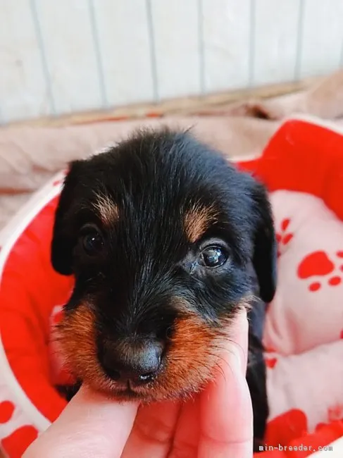 ID：1903-01423の子犬