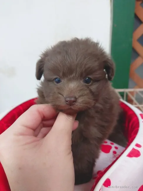 T.T 様のお迎えした子犬