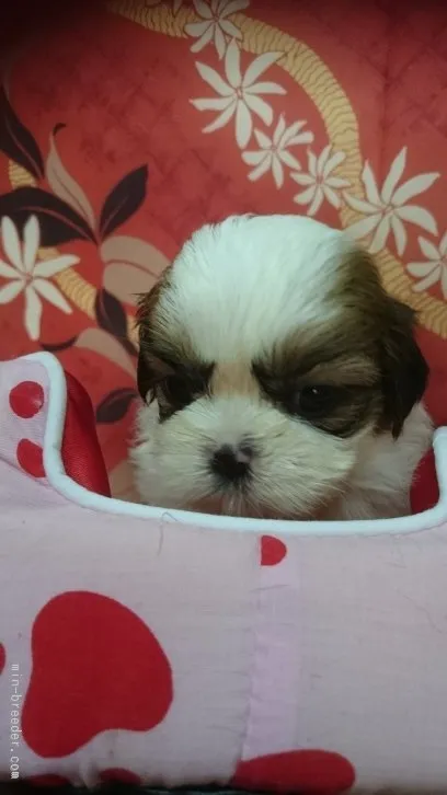 ID：1602-00151の子犬