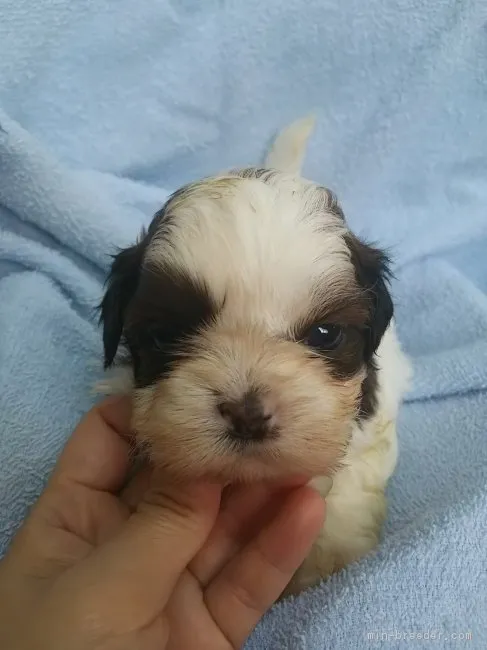 ID:1704-02028の子犬