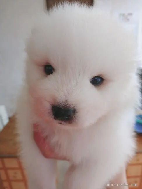 ID：1904-01505の子犬