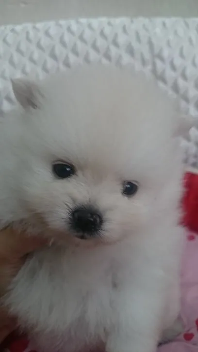 ポワルのパパ 様のお迎えした子犬