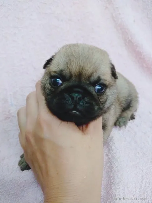 ID:1908-01713の子犬