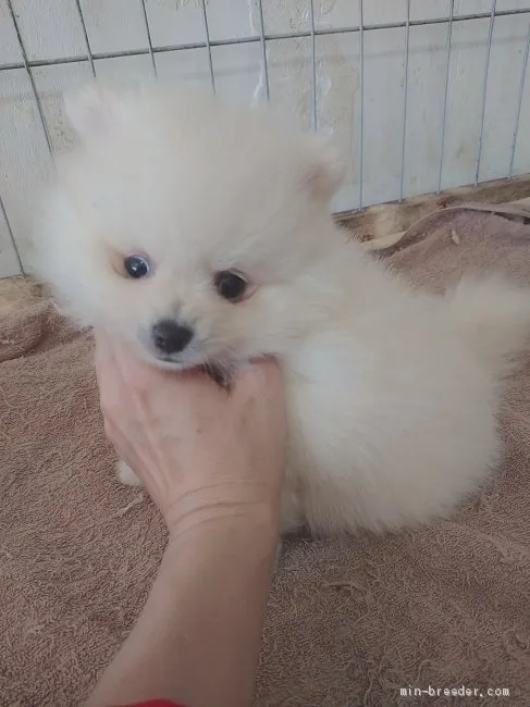 ID：2010-02737の子犬