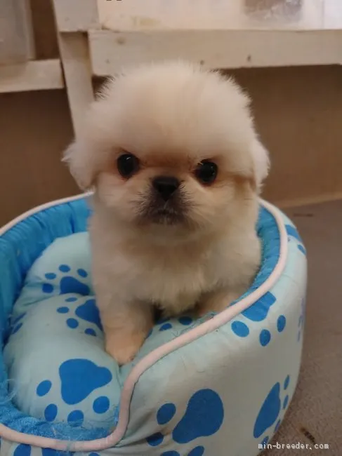 ID：2006-00294の子犬