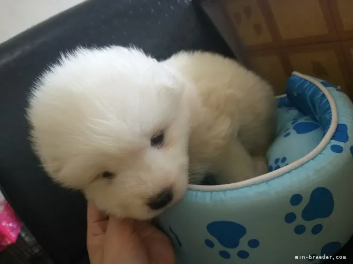 くまさん 様のお迎えした子犬