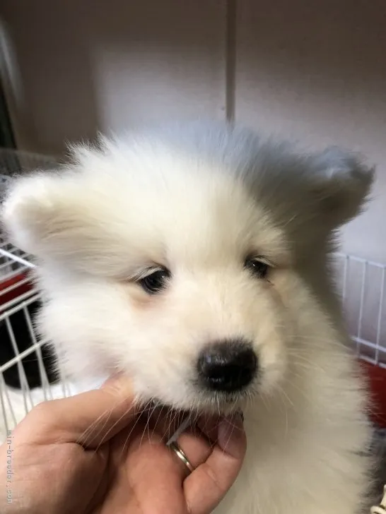 Samoyed_chan 様のお迎えした子犬