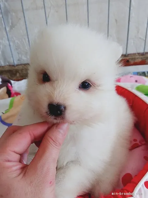 ID:1904-01881の子犬