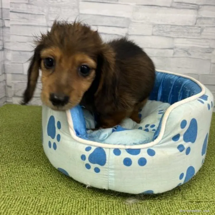 ID：2206-00818の子犬